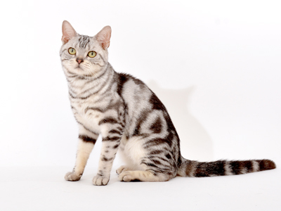 飼いやすい猫種ランキング 子猫専門のペットショップならペットモデルを迎えられる埼玉の Cat Style キャットスタイル