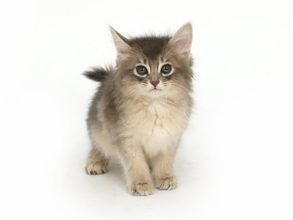 ソマリ 子猫専門のペットショップならペットモデルを迎えられる埼玉の Cat Style キャットスタイル