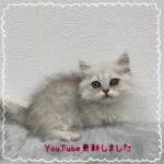 ペットショップ,子猫,ペットモデル,かわいい,ミヌエット,ワンラブ,イオン