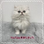 ペットショップ,子猫,ペットモデル,かわいい,ペルシャ,ワンラブ,イオン