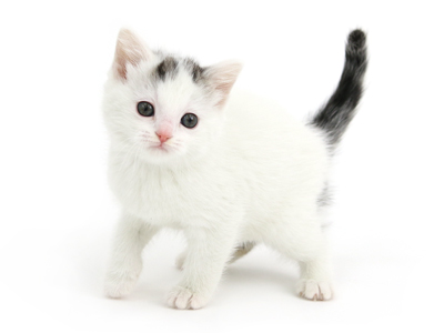 飼いやすい猫種ランキング 子猫専門のペットショップならペットモデルを迎えられる埼玉の Cat Style キャットスタイル