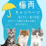 ペットショップ,子猫,ペットモデル,かわいい,アメリカンショートヘア