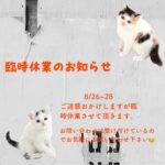 ペットショップ,子猫,ペットモデル,かわいい,スコティッシュフォールド,大決算セール