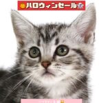 ペットショップ,子猫,ペットモデル,かわいい,アメリカンショートヘア