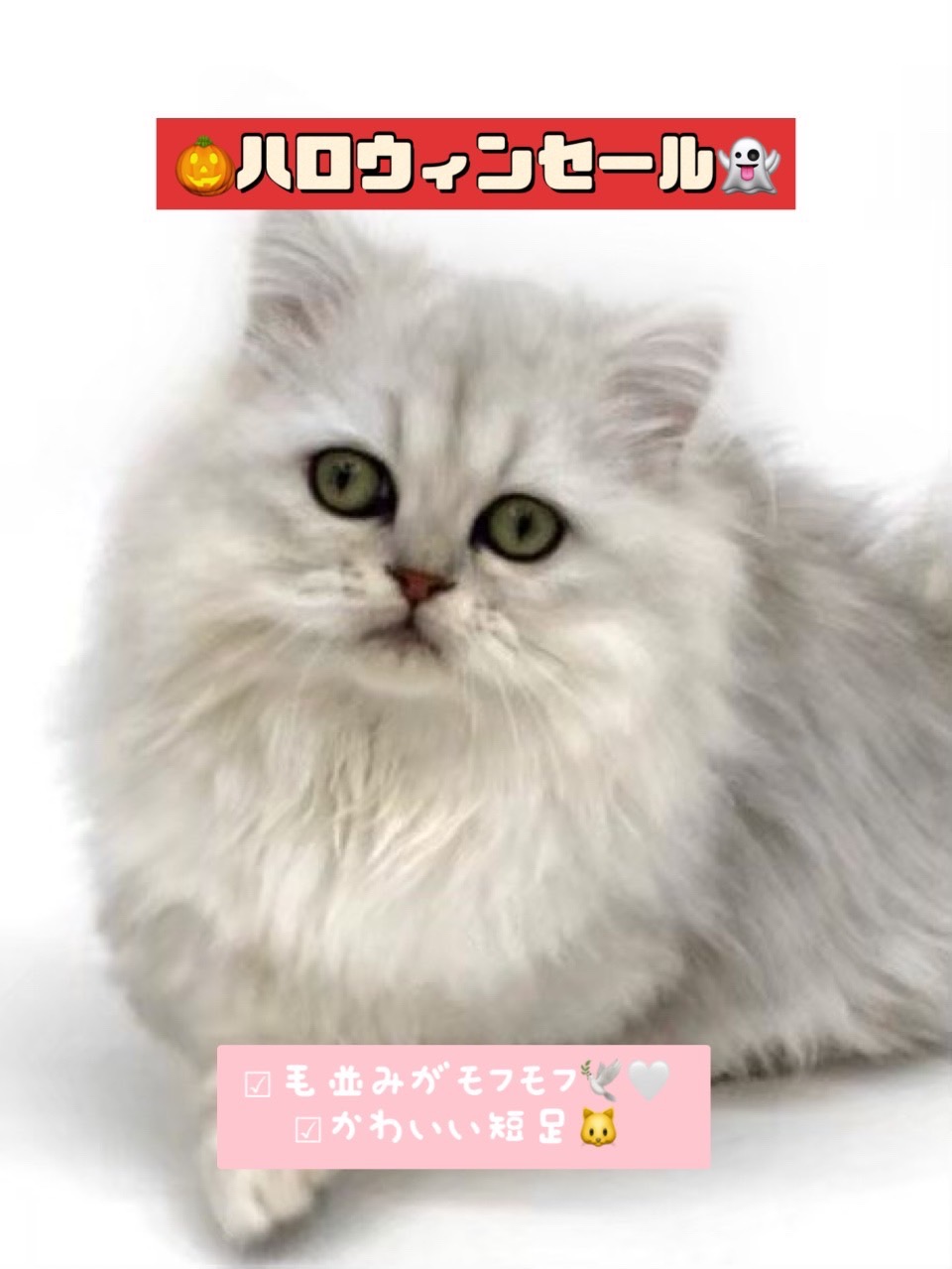 ミヌエット 子猫専門のペットショップならペットモデルを迎えられる埼玉の Cat Style キャットスタイル